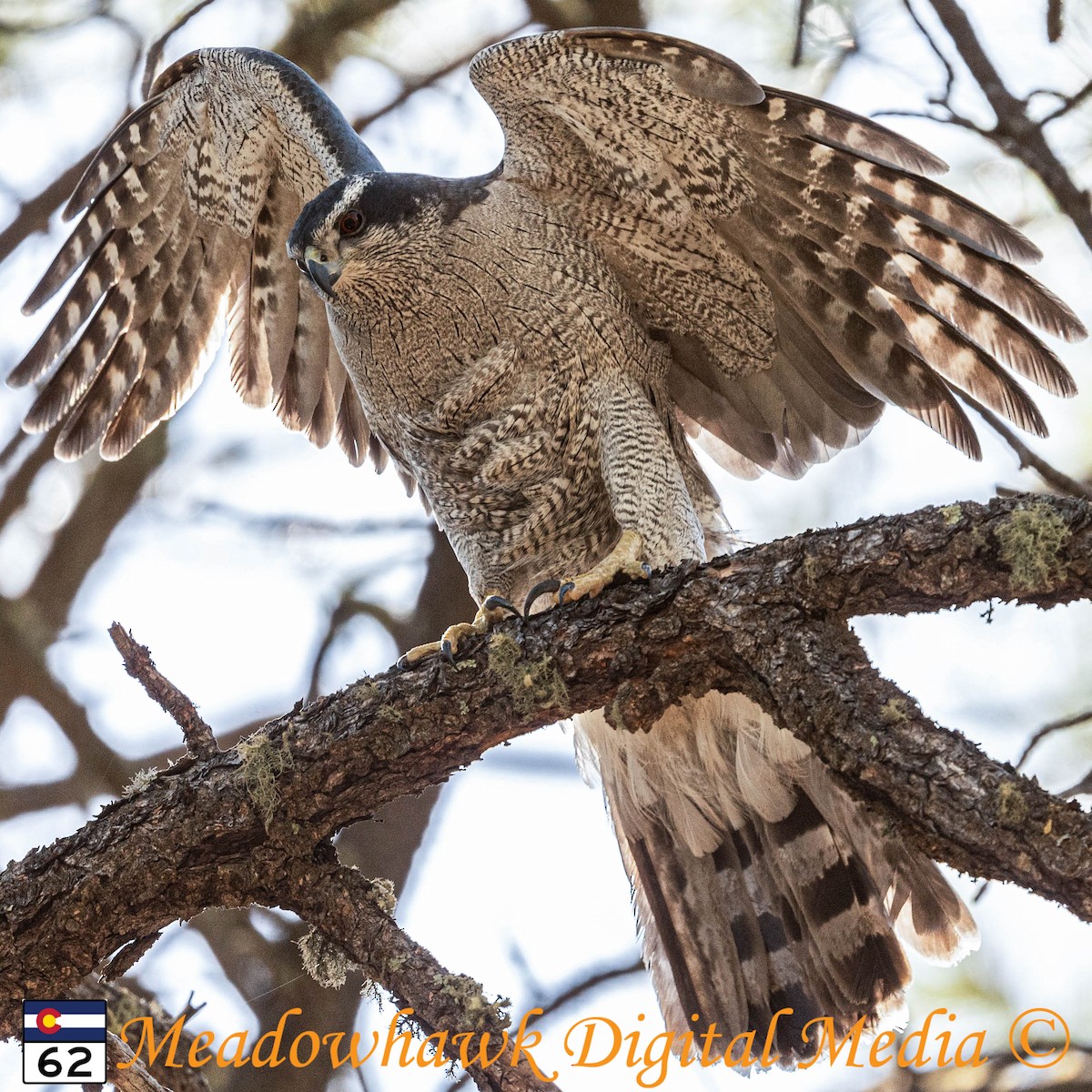 Aztore iparramerikarra - ML647803327