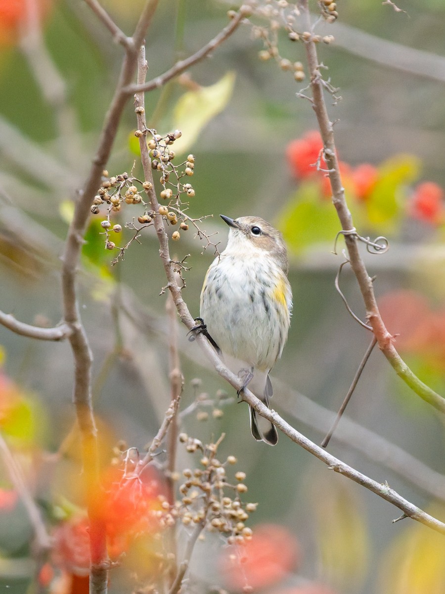 Yellow-rumped Warbler - ML647803329