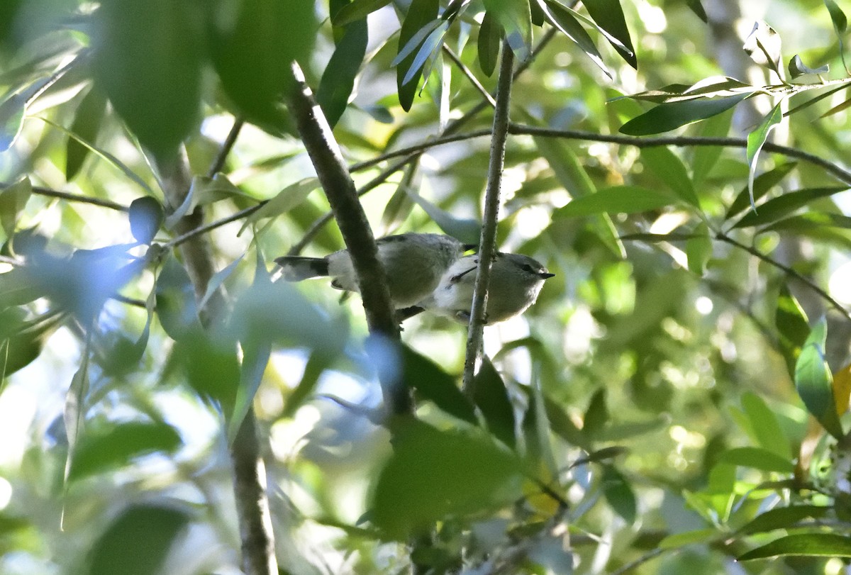 チャイロセンニョムシクイ - ML647803332