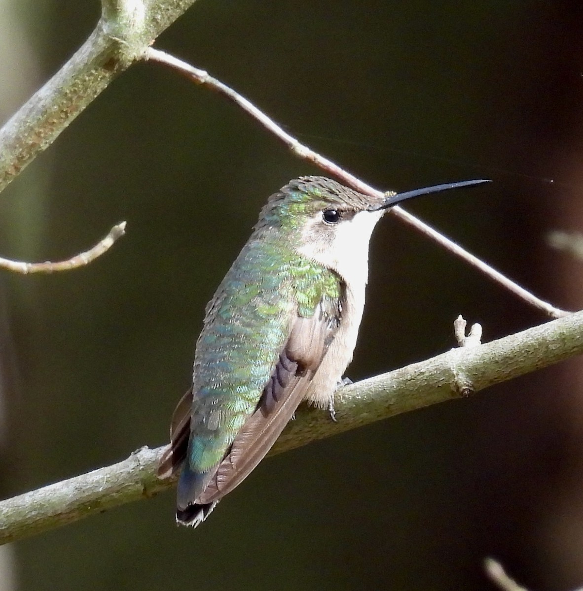 Рубиновогорлый колибри - ML647803345