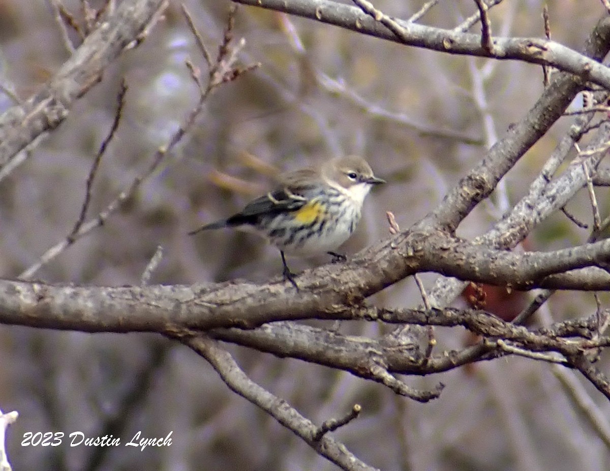 Yellow-rumped Warbler - ML647803355