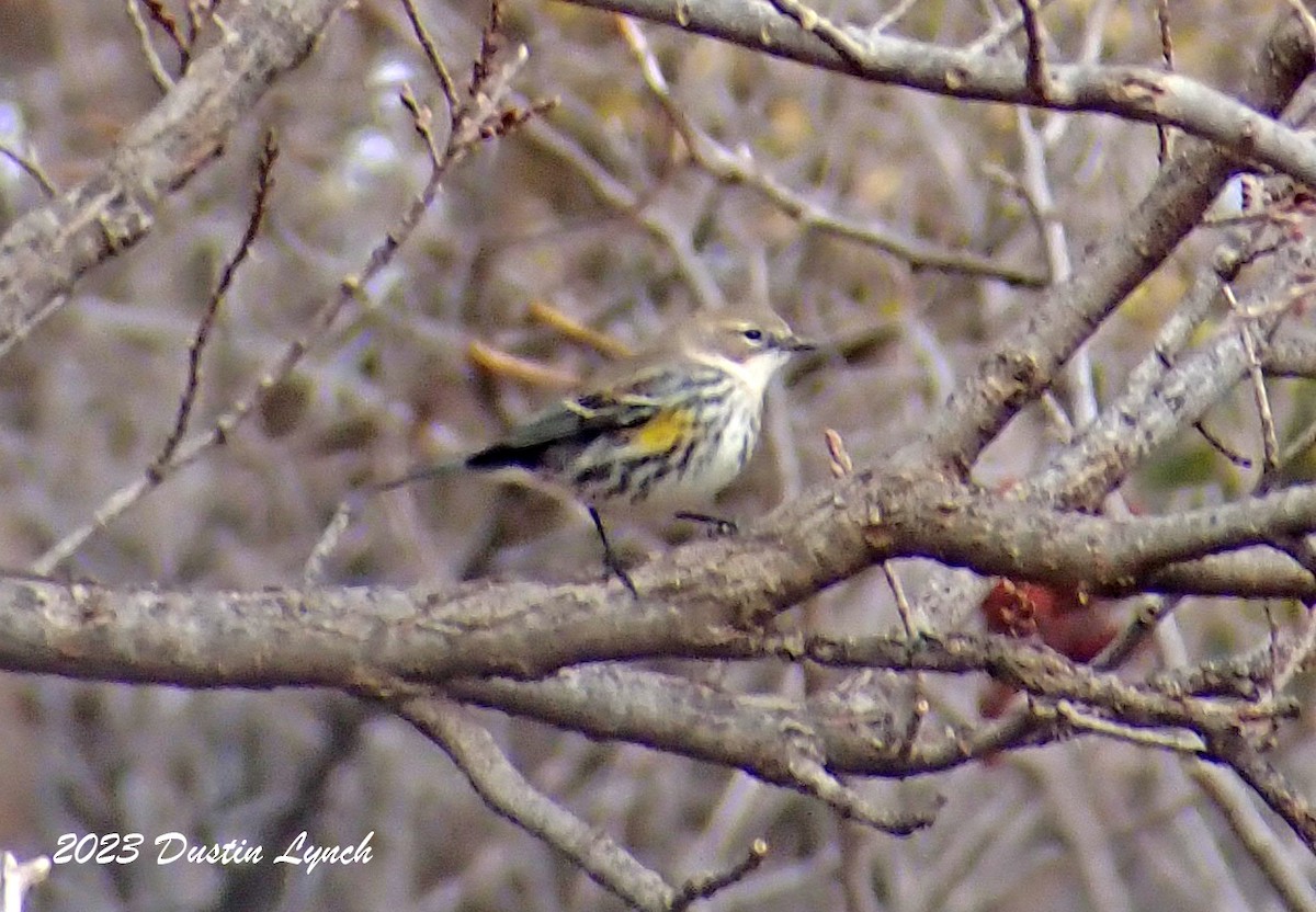 Yellow-rumped Warbler - ML647803356