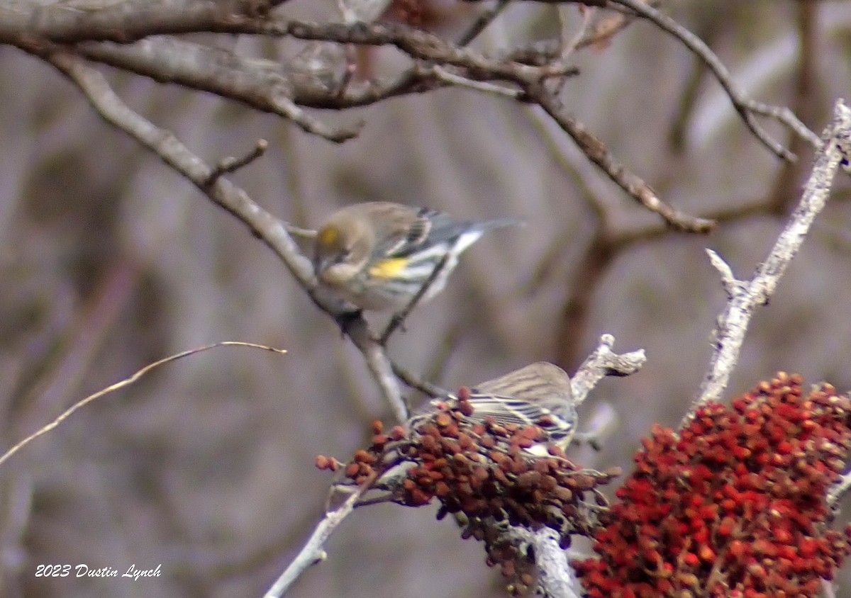 Yellow-rumped Warbler - ML647803357
