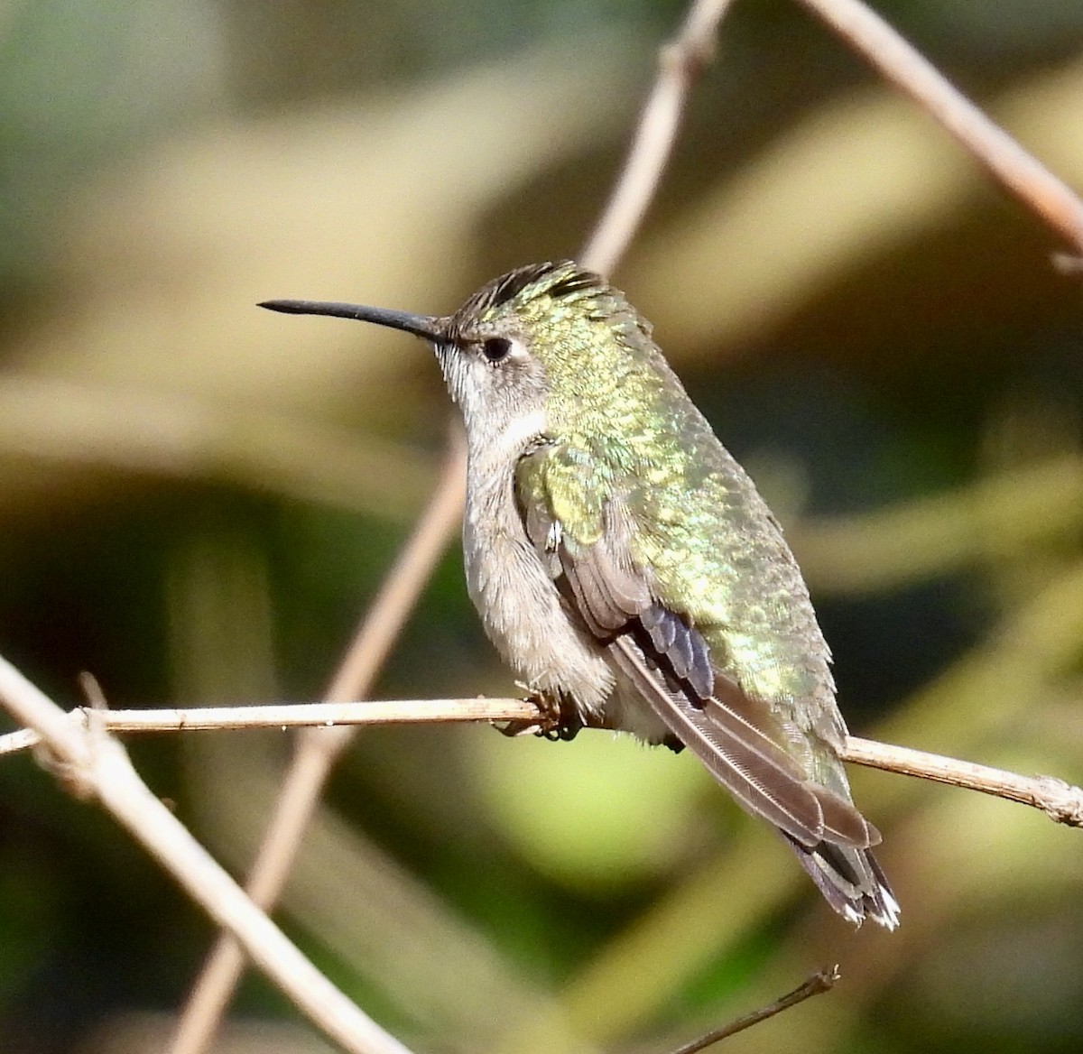 Рубиновогорлый колибри - ML647803366