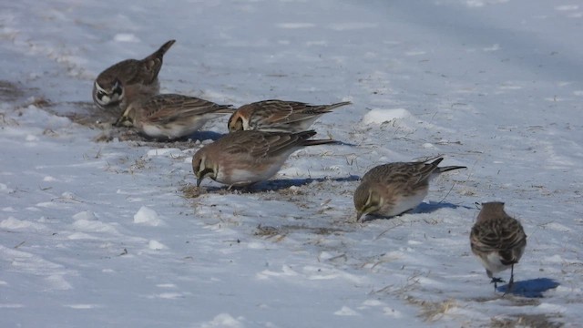 צחיחנית חרמון - ML647803368