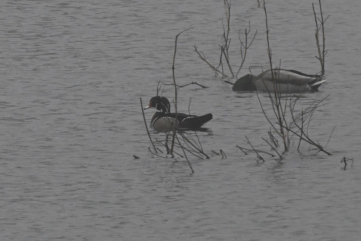 Ahate karolinarra - ML647803401