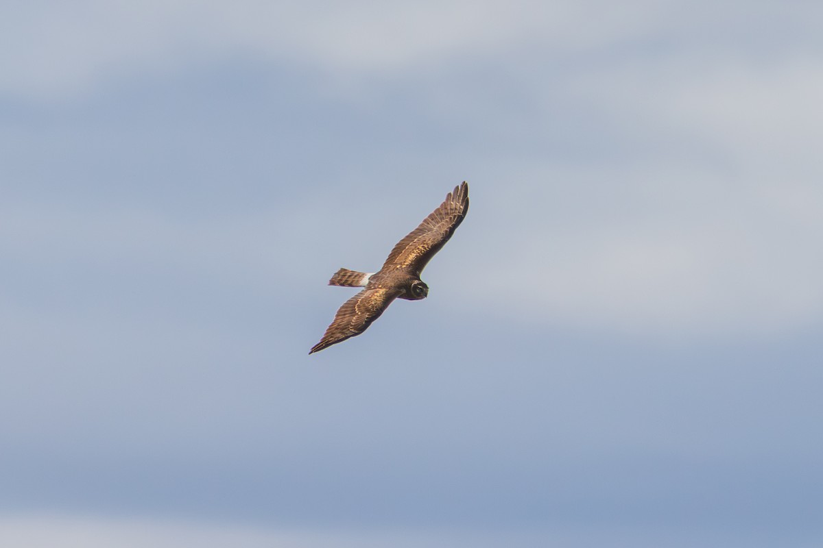 Лунь американський - ML647803418