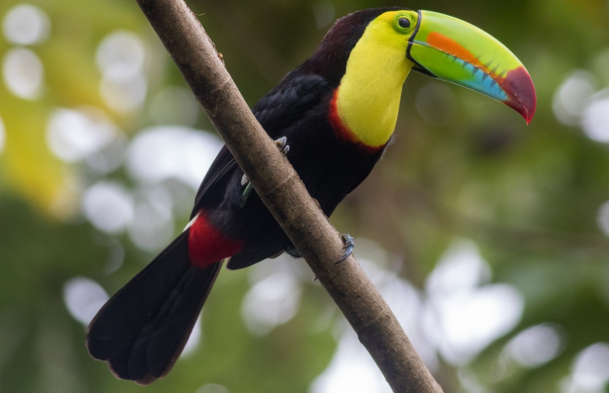 Тукан жовтогорлий - ML647803423