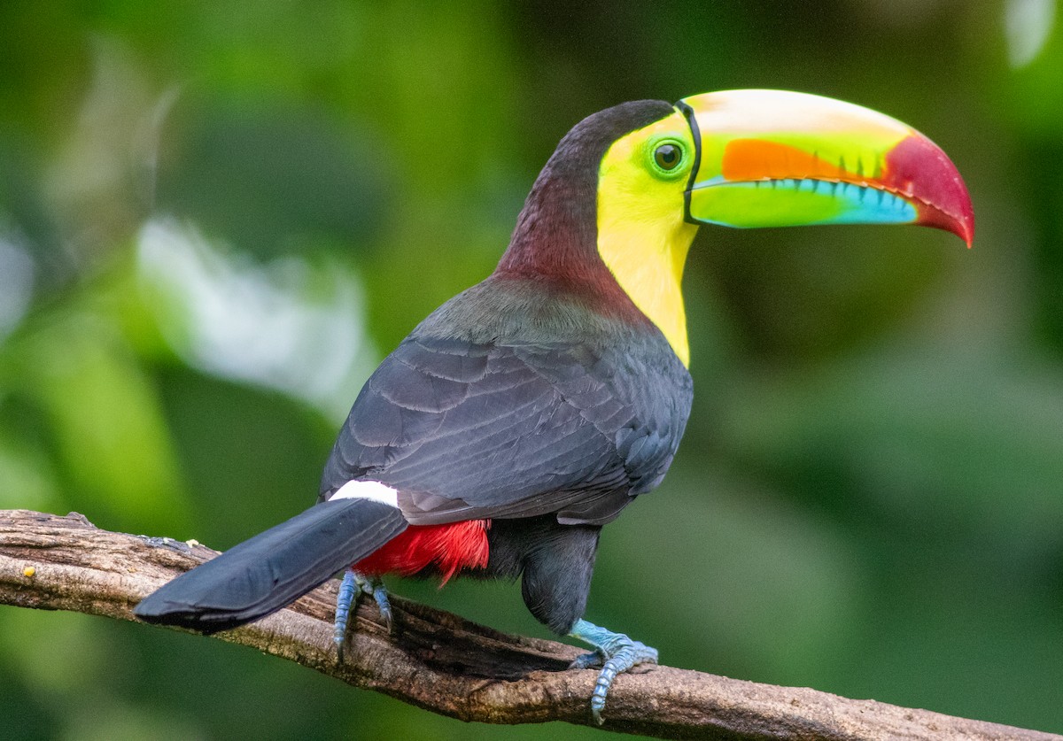 Тукан жовтогорлий - ML647803426