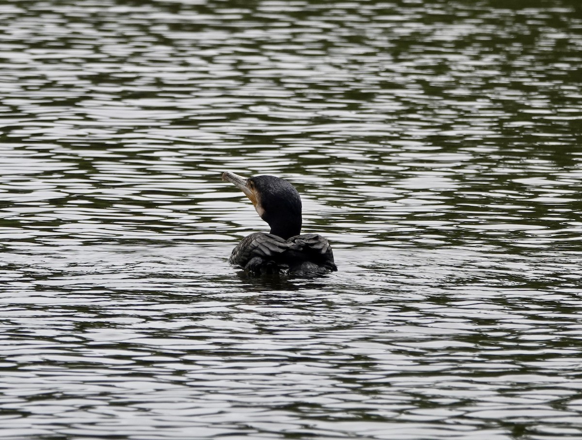 kormorán velký - ML647803427