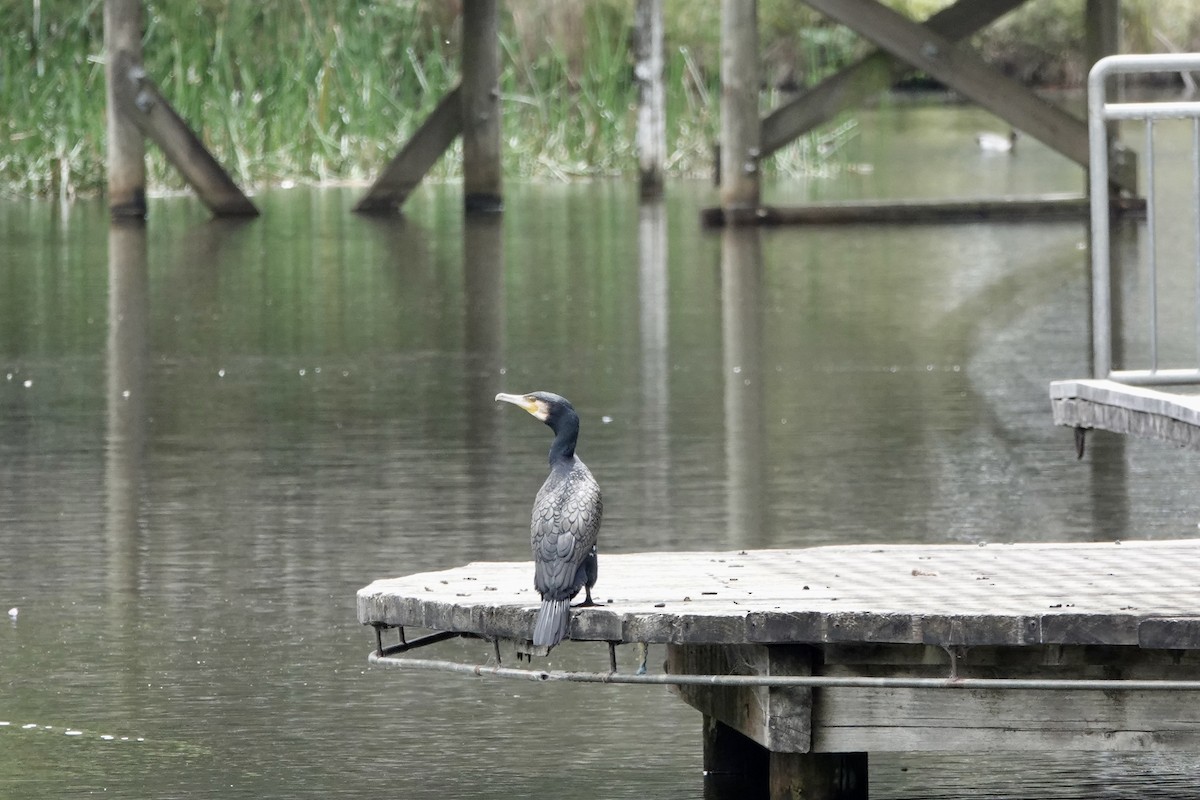 kormorán velký - ML647803428