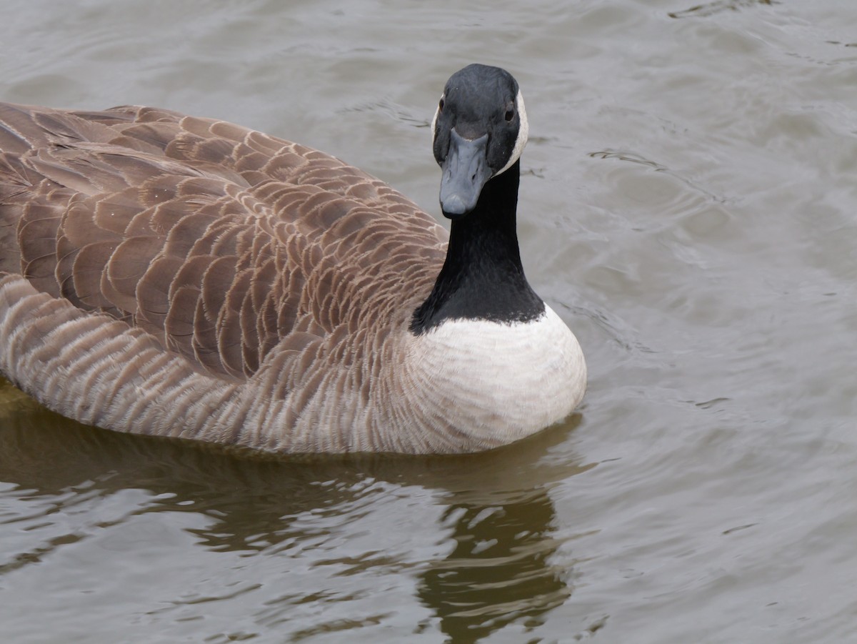 カナダガン - ML647803430