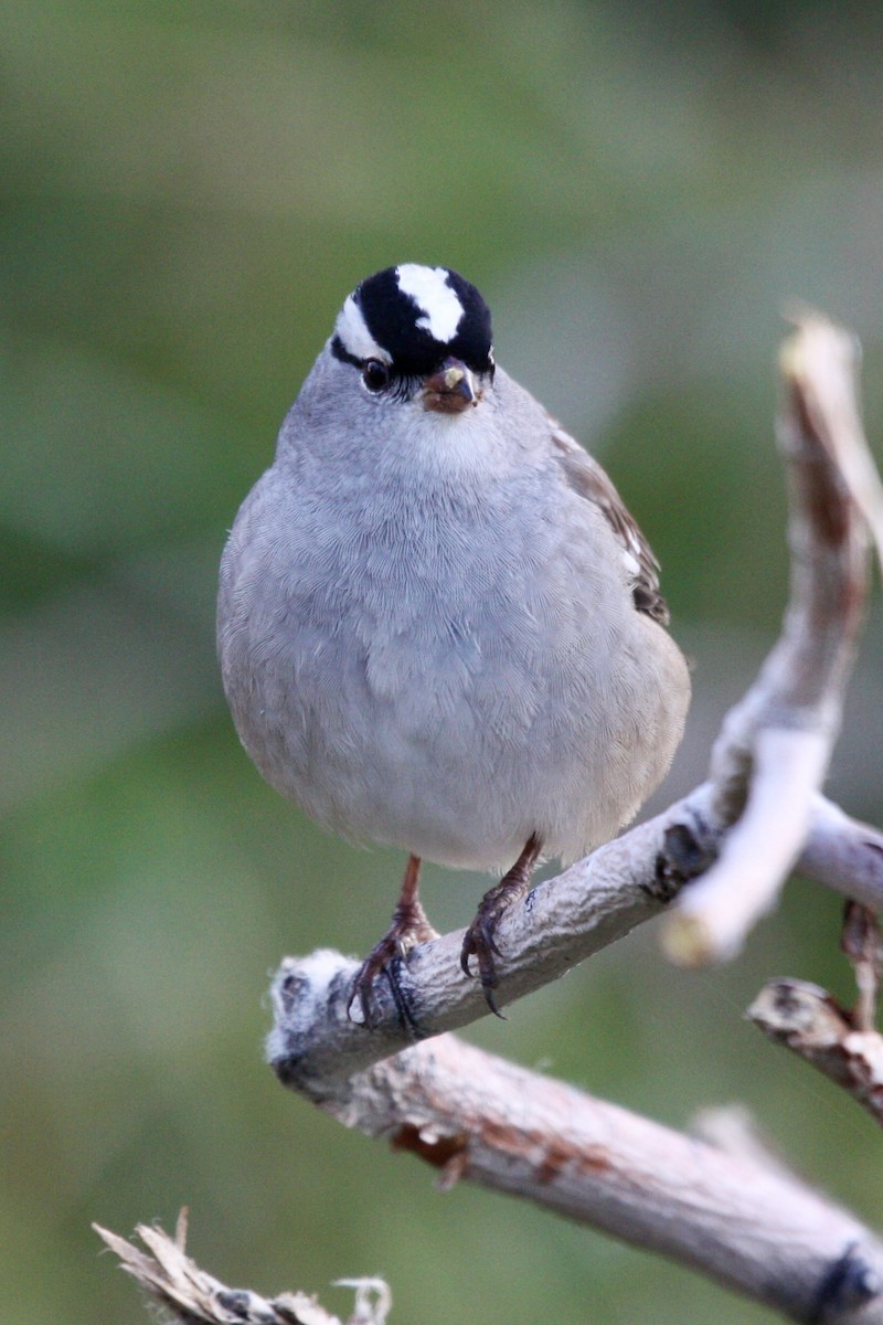 Porsuk Serçesi - ML647803448