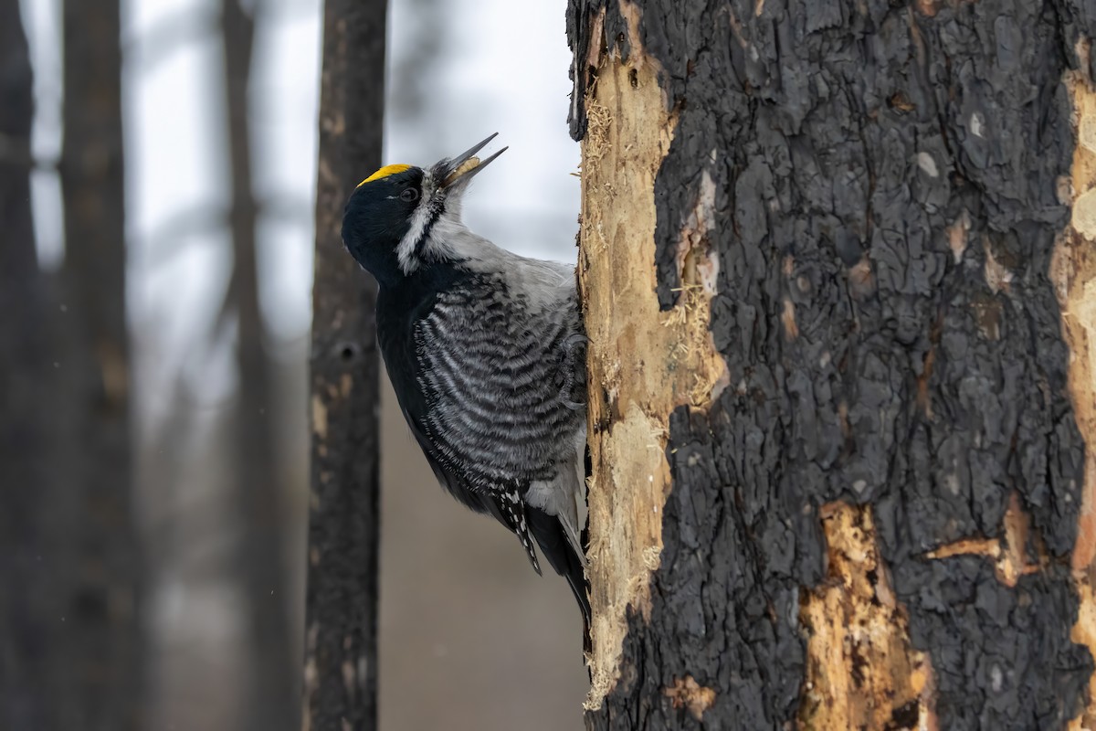 Black-backed Woodpecker - ML647803455