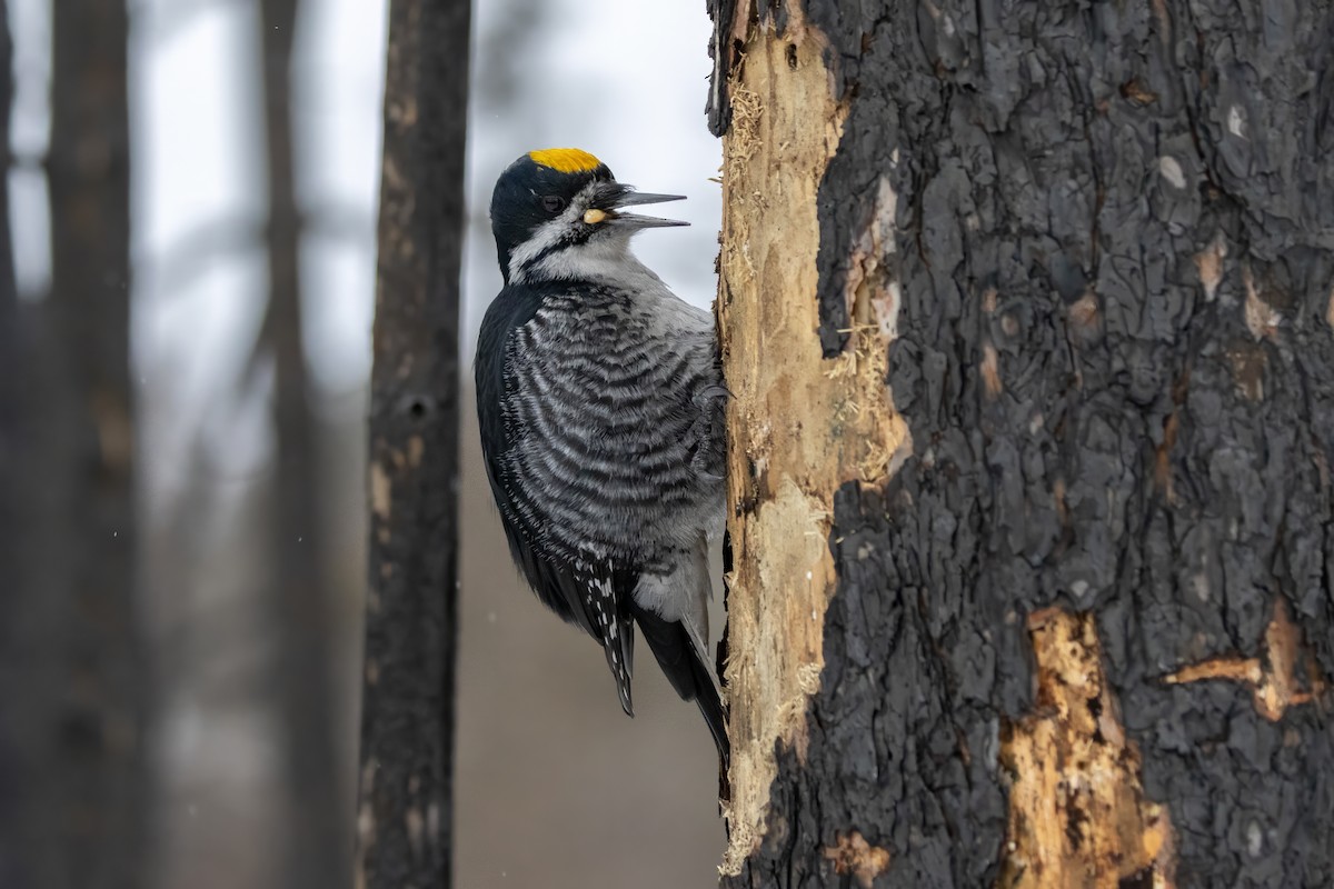 Black-backed Woodpecker - ML647803456