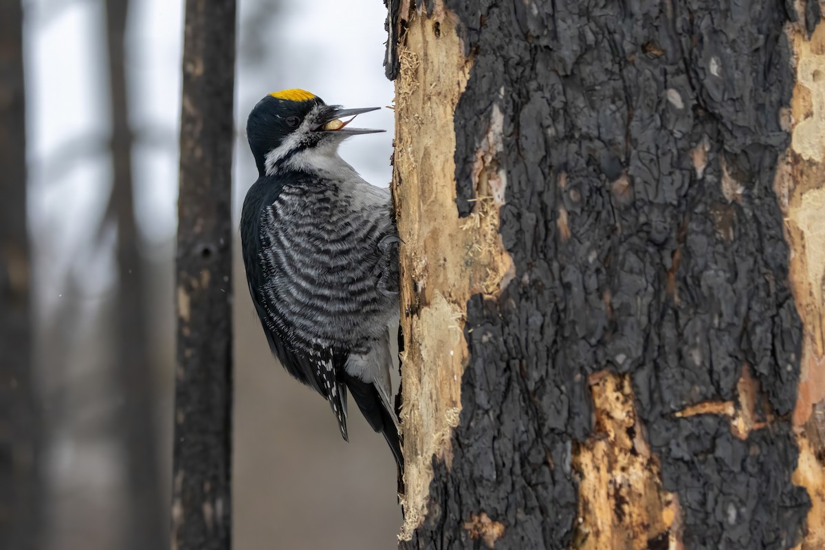 Black-backed Woodpecker - ML647803457