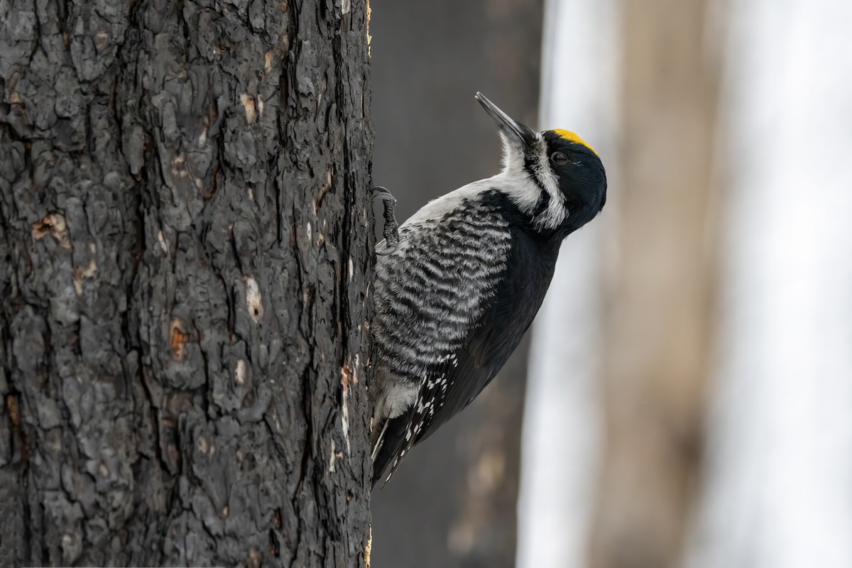 Black-backed Woodpecker - ML647803458