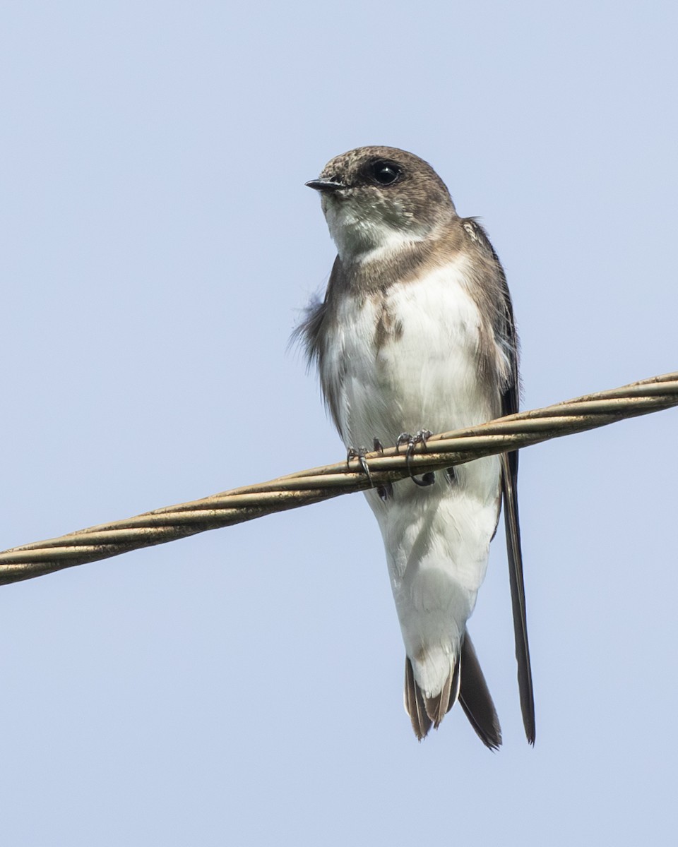 Береговушка - ML647803460