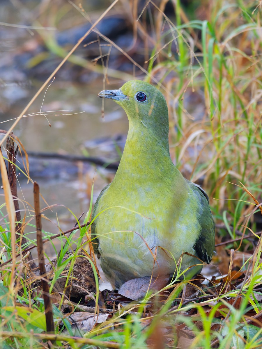 White-bellied Green-Pigeon - ML647803464