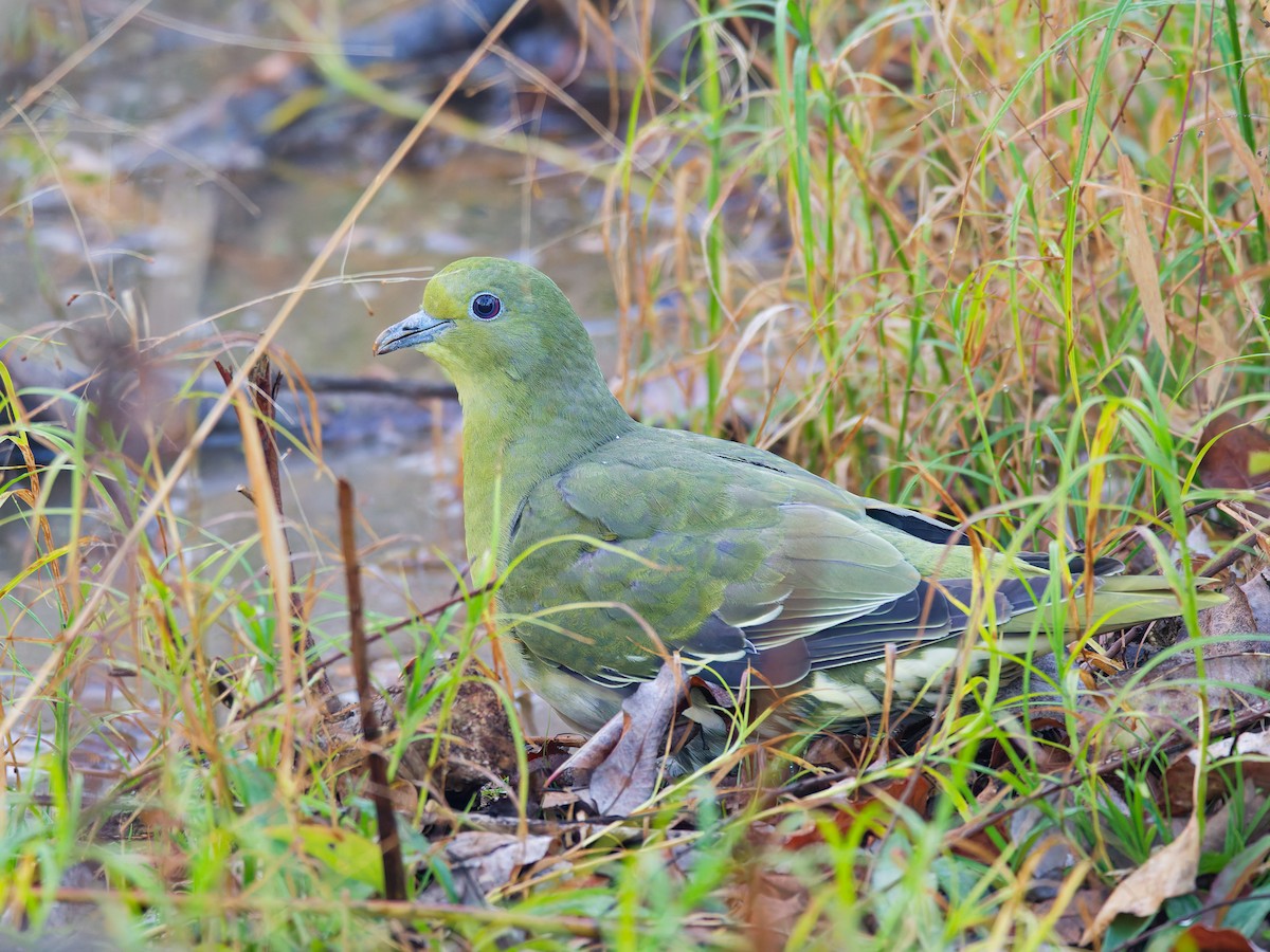 White-bellied Green-Pigeon - ML647803465