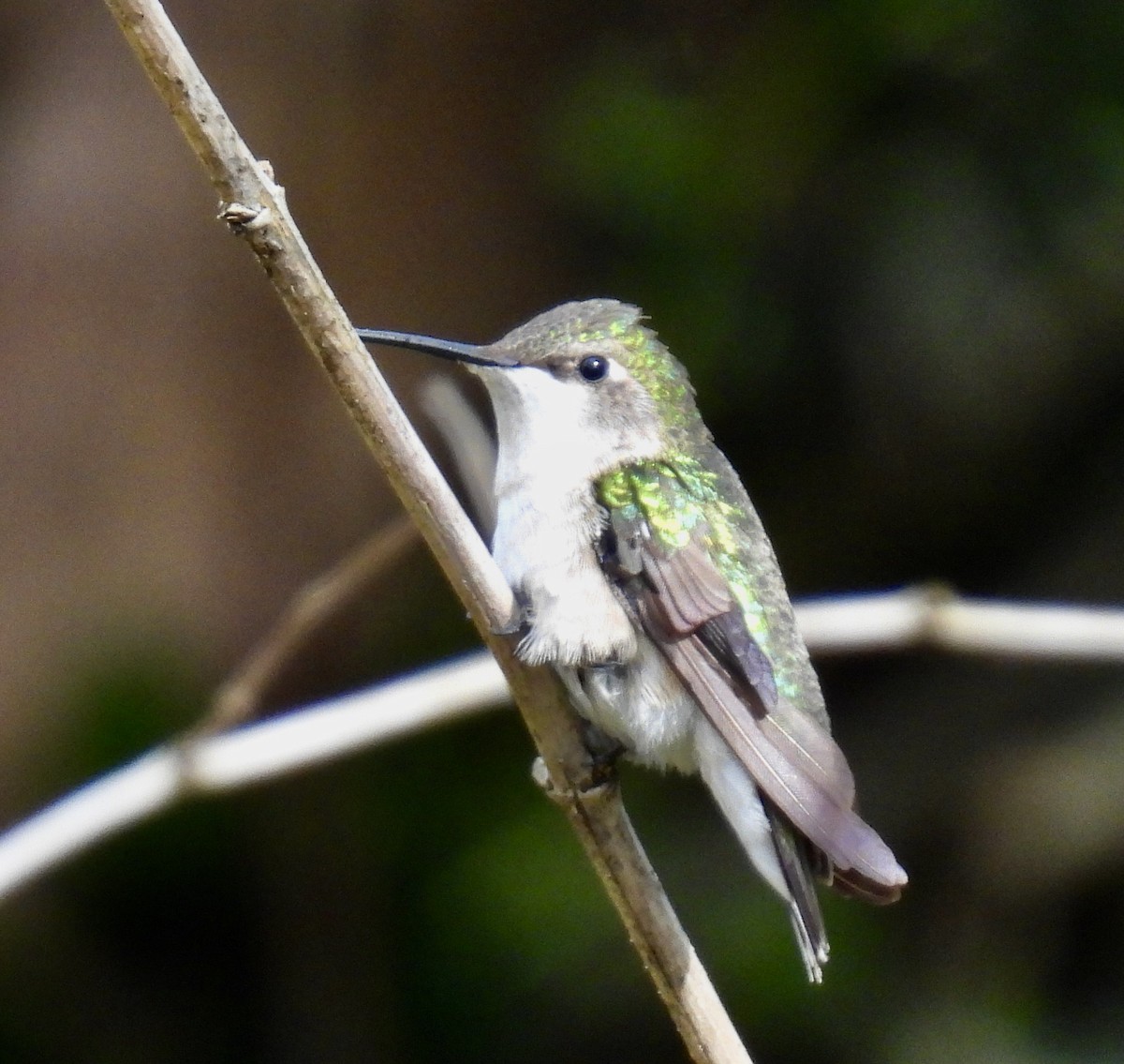 Рубиновогорлый колибри - ML647803481