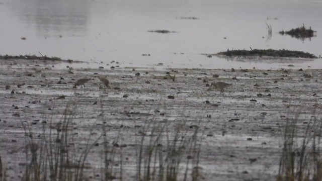 לימוזה אמריקנית - ML647803497