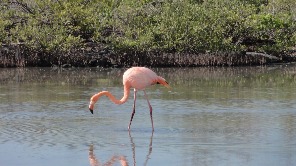 American Flamingo - ML647803498