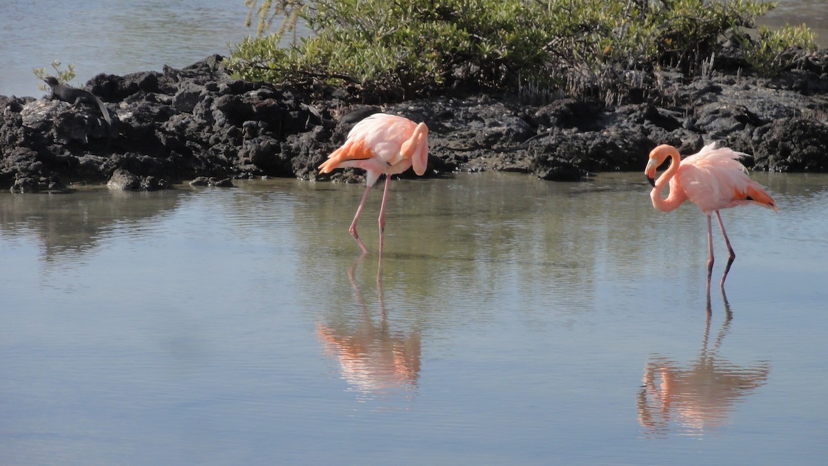 American Flamingo - ML647803500