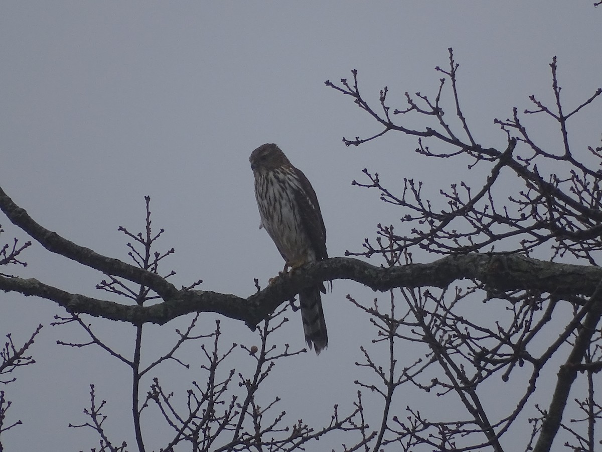 Cooper's Hawk - ML647803514