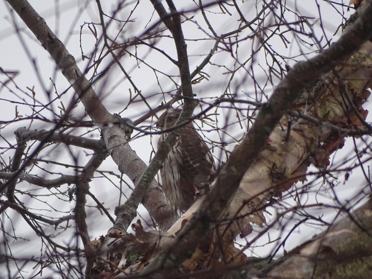 Cooper's Hawk - ML647803516