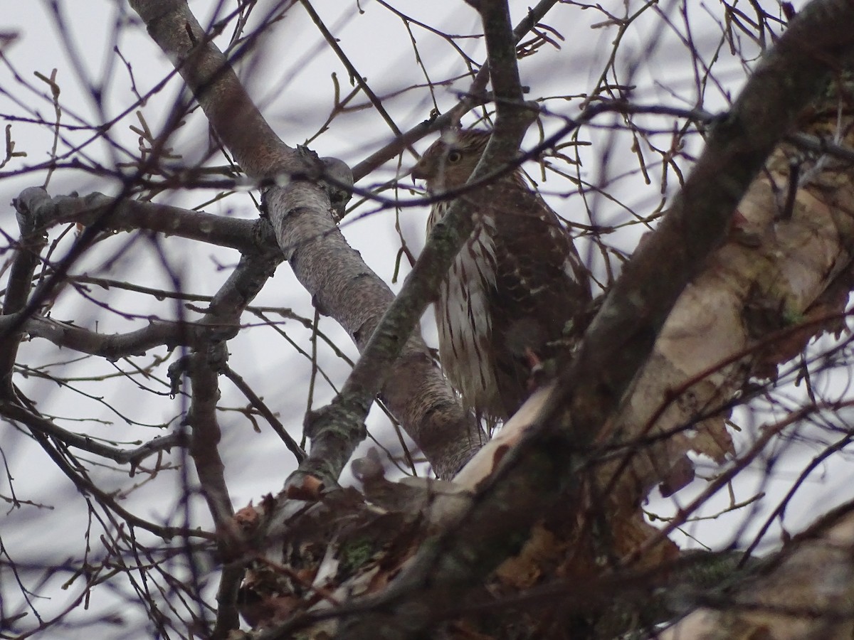 Cooper's Hawk - ML647803517