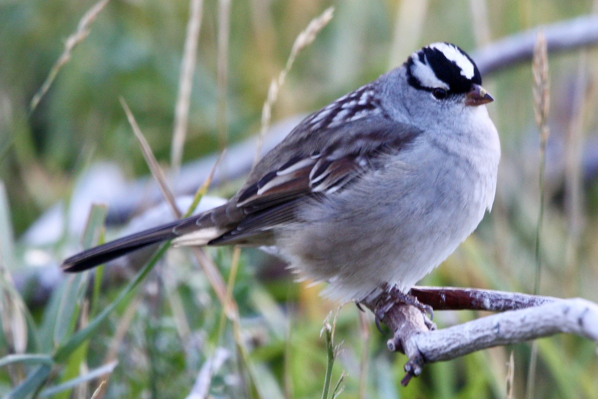 Porsuk Serçesi - ML647803518