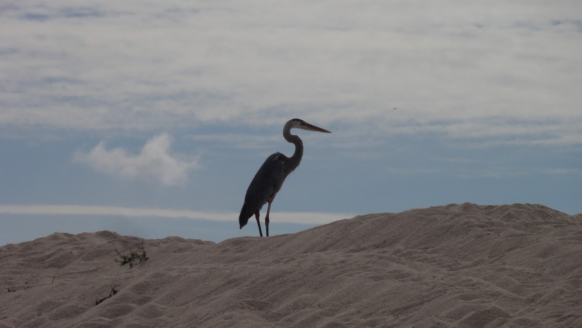 Great Blue Heron - ML647803521