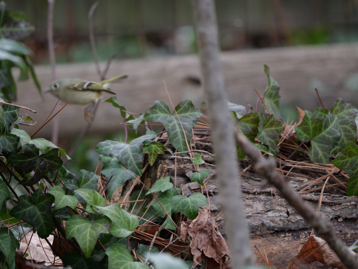 Ruby-crowned Kinglet - ML647803530