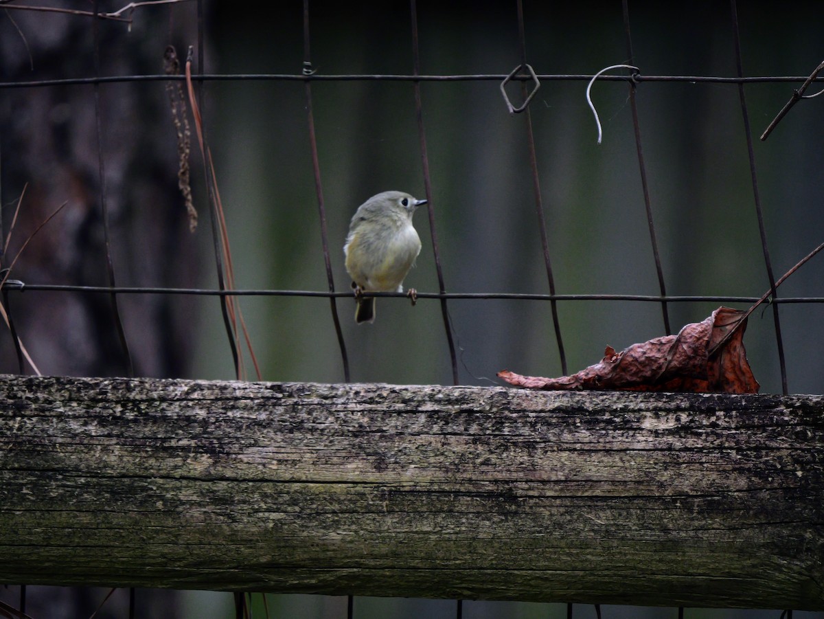Ruby-crowned Kinglet - ML647803535