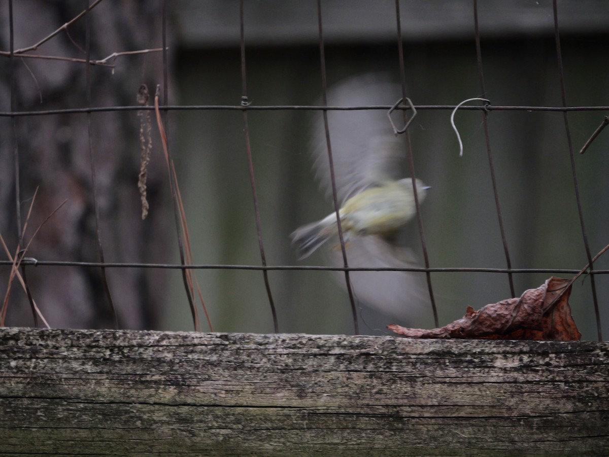 Ruby-crowned Kinglet - ML647803538