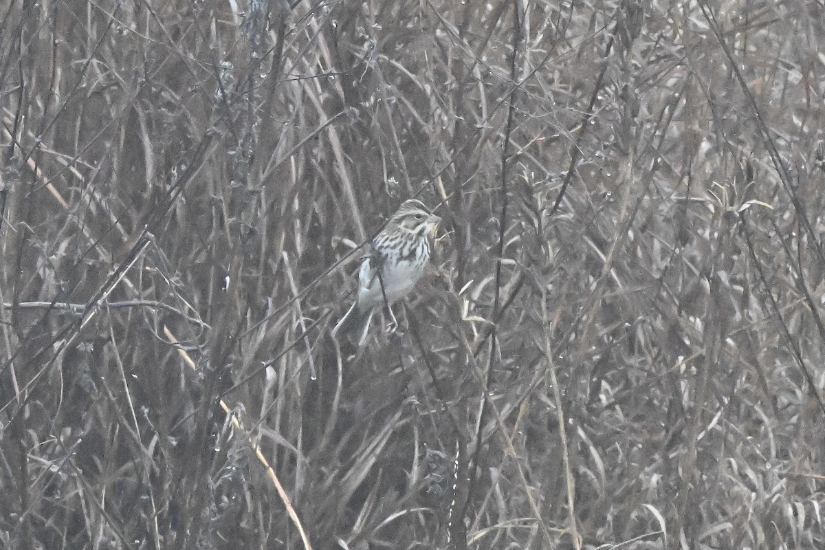 稀樹草鵐 - ML647803546