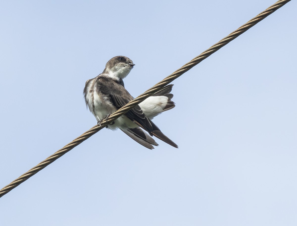 Береговушка - ML647803548