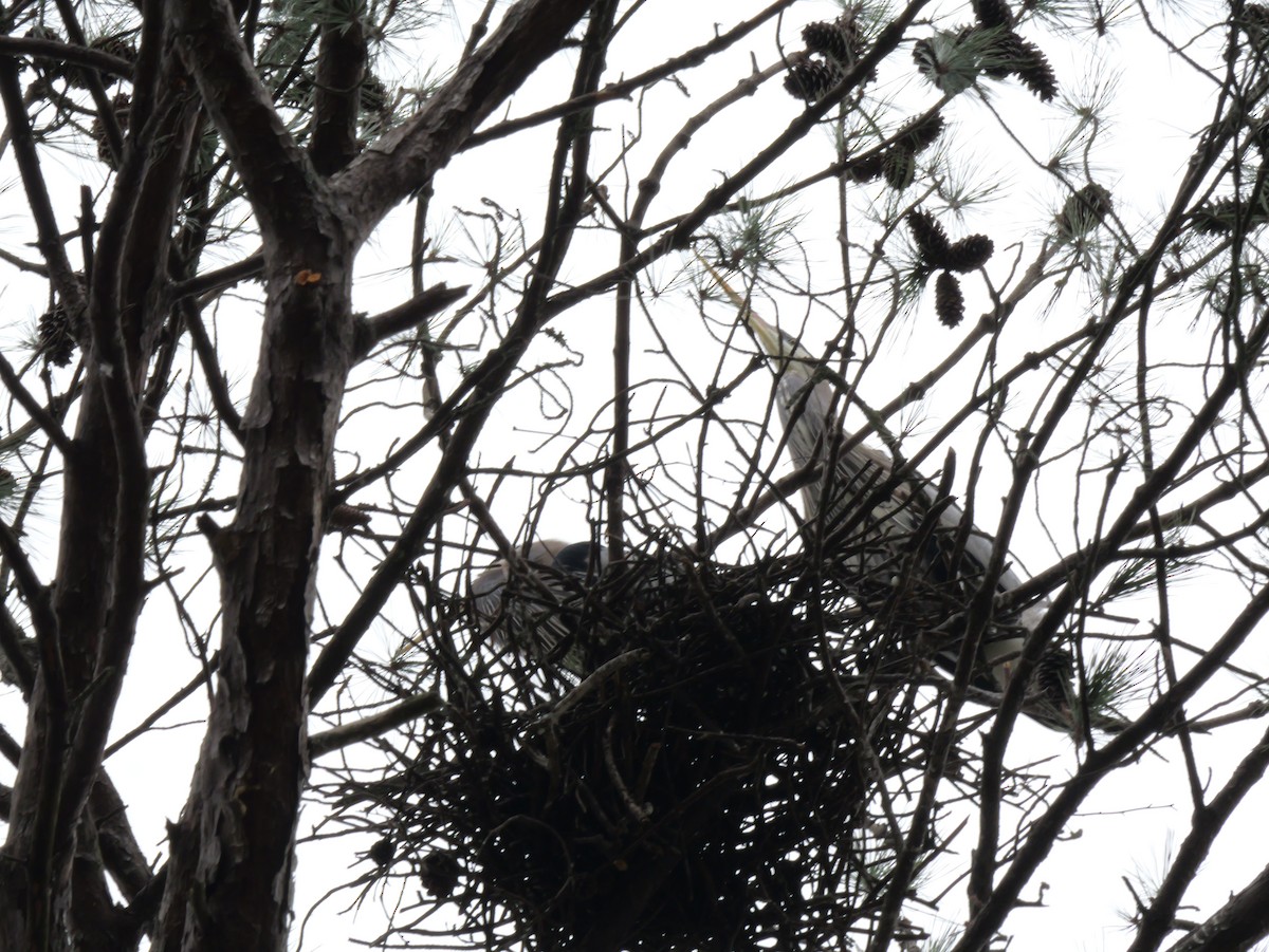 Great Blue Heron - ML647803564