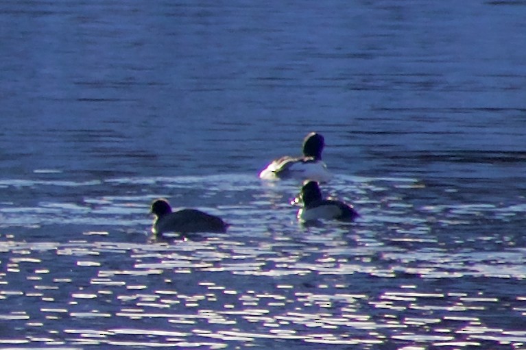 bergand - ML647803572