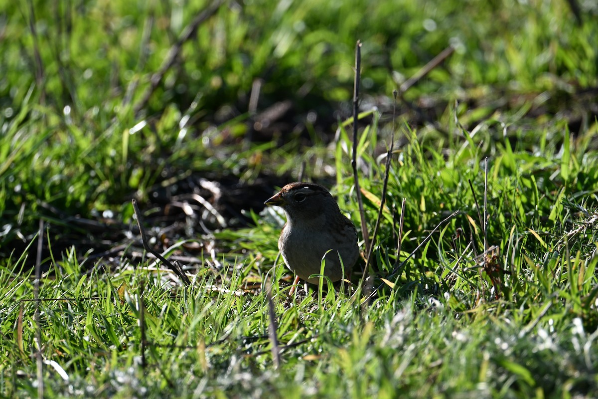 Porsuk Serçesi - ML647803575