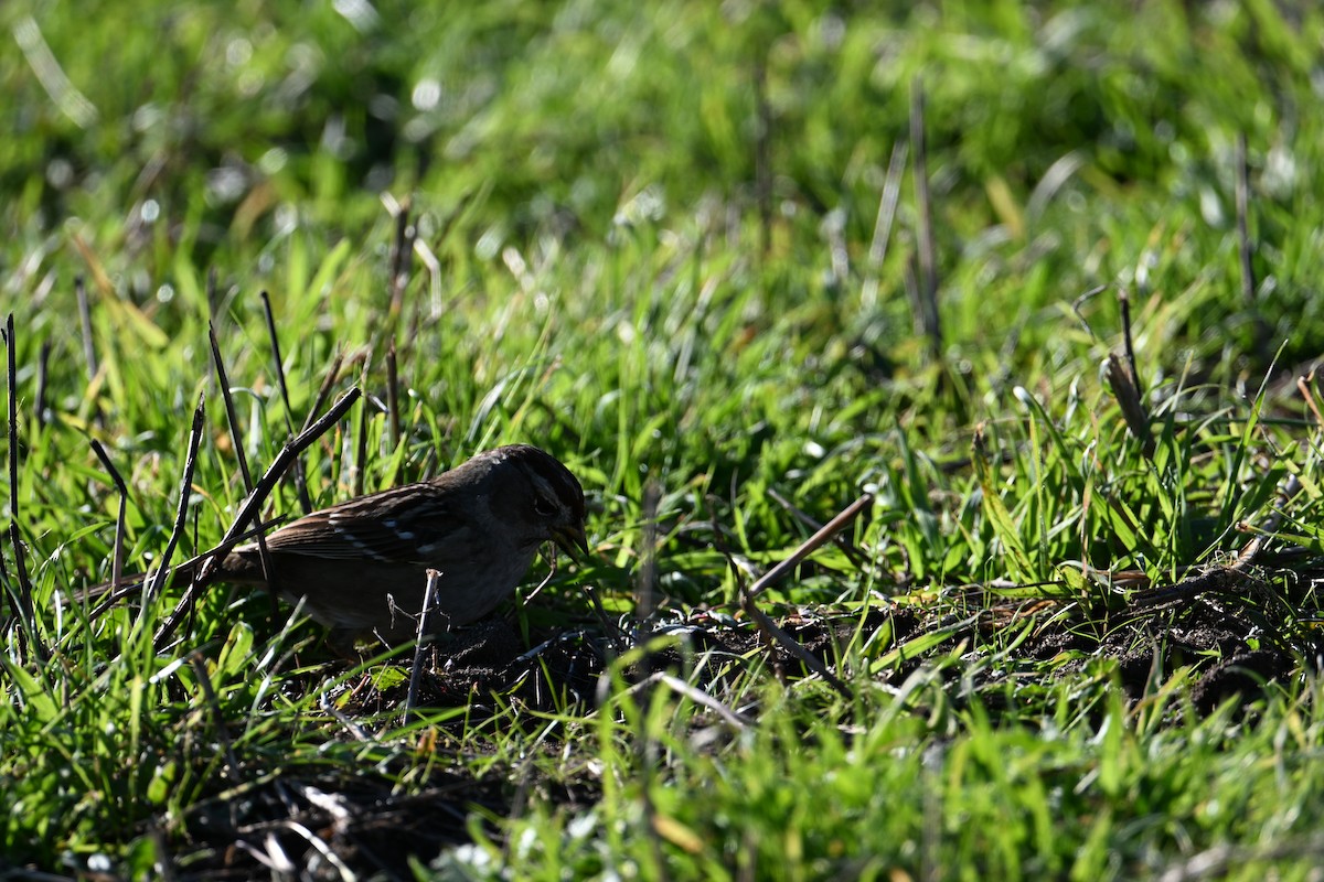 Porsuk Serçesi - ML647803579