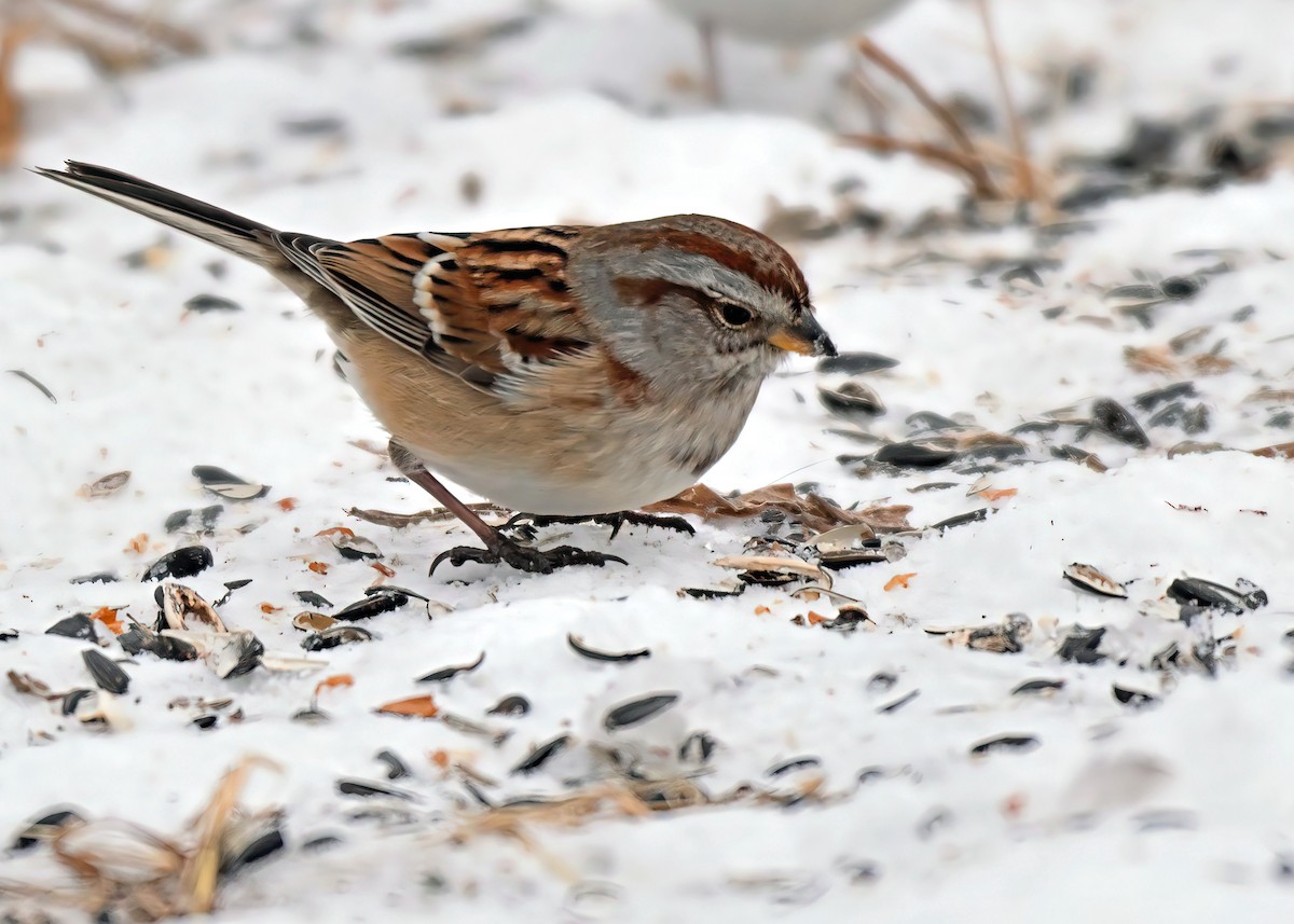 Пасовник північний - ML647803580