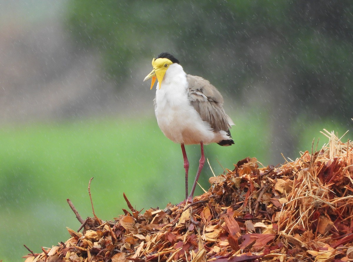 Hegabera maskaraduna - ML647803586