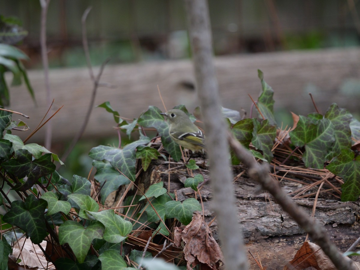 Ruby-crowned Kinglet - ML647803587