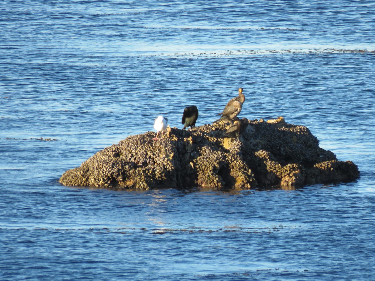 Double-crested Cormorant - ML647803589