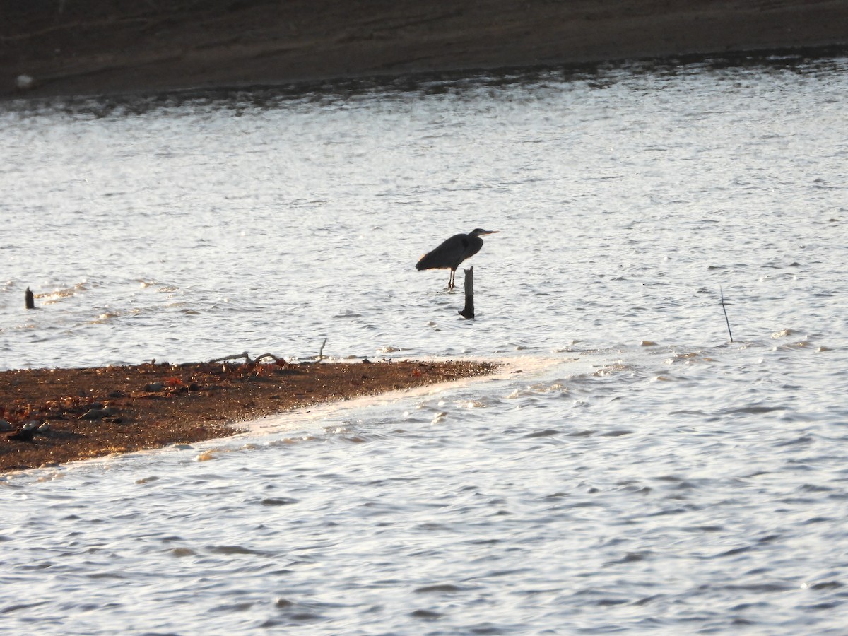 Great Blue Heron - ML647803596