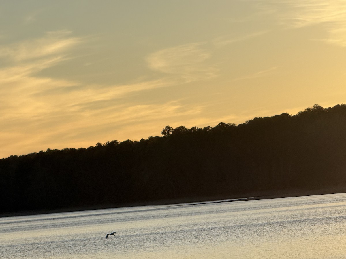 Great Blue Heron - ML647803597