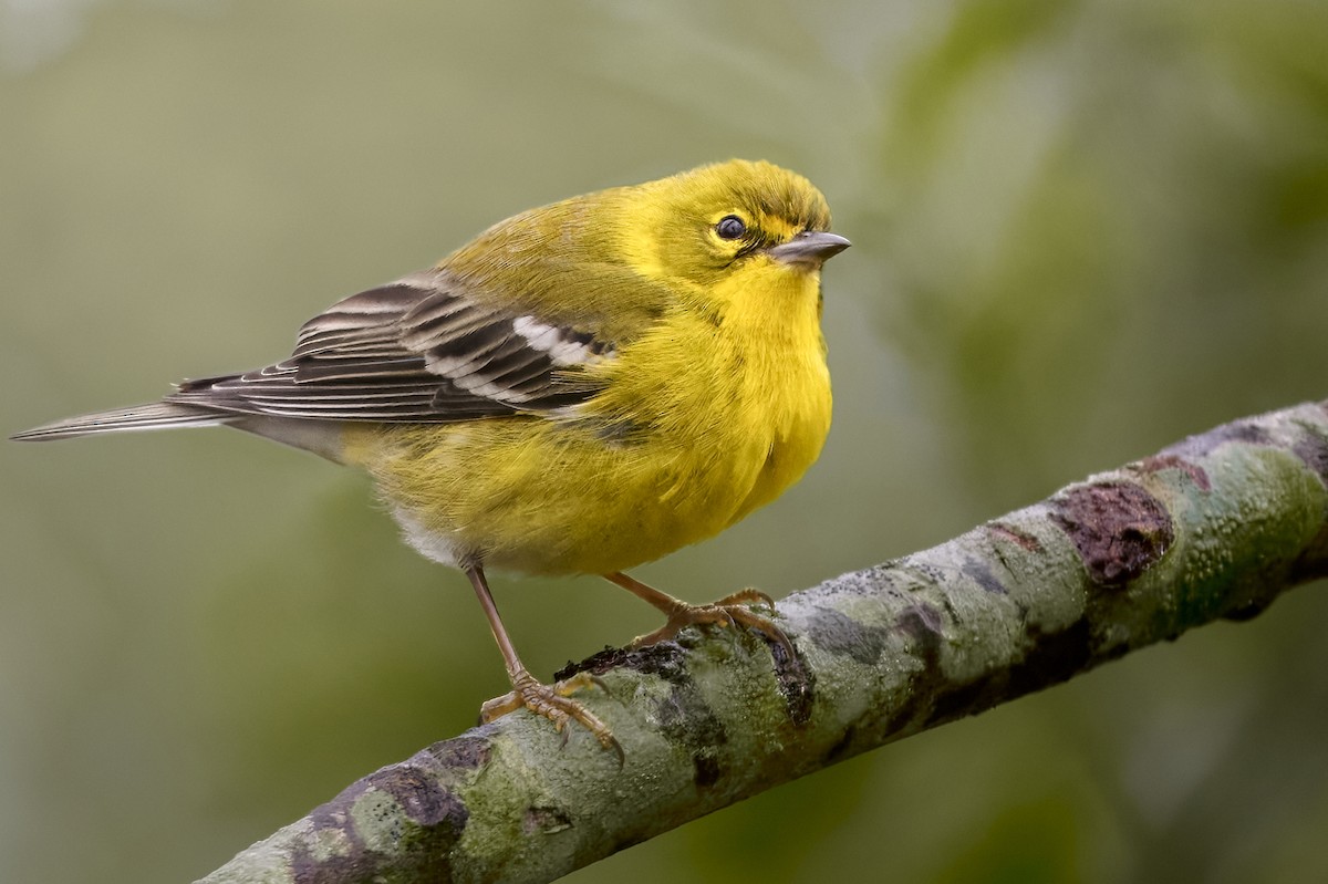 Pine Warbler - ML647803622