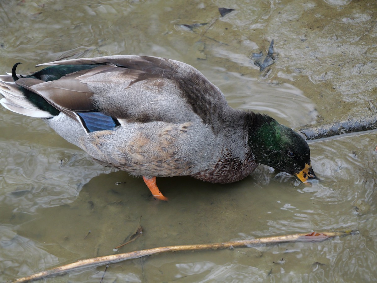 マガモ - ML647803627